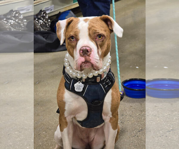 Medium Photo #1 Mutt Puppy For Sale in Rockville, MD, USA