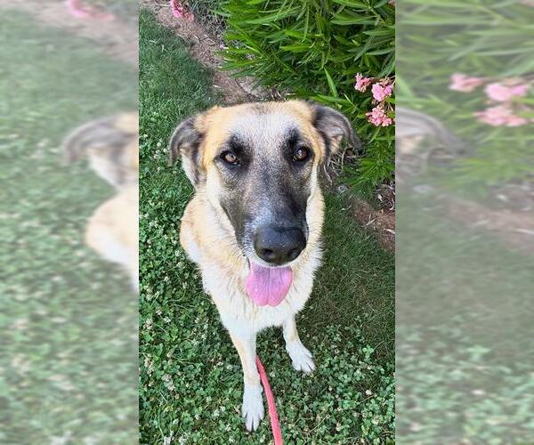 Medium Photo #4 Anatolian Shepherd-German Shepherd Dog Mix Puppy For Sale in Sacramento, CA, USA