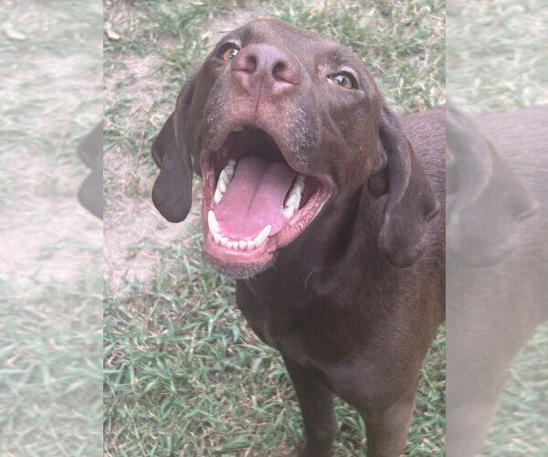 Medium Photo #2 Labrador Retriever-Unknown Mix Puppy For Sale in Boston, MA, USA