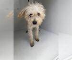 Small Border Terrier-Maltese Mix