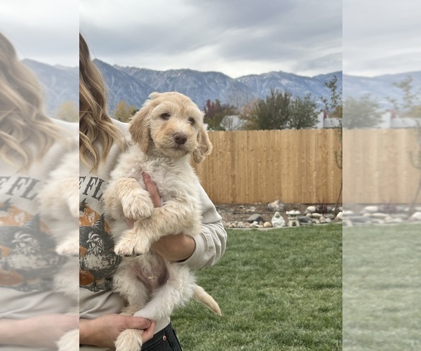 Medium Photo #9 Poodle (Standard) Puppy For Sale in GARDNERVILLE, NV, USA