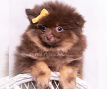 Puppy Hershey Pomeranian