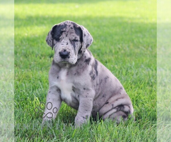Medium Photo #4 Great Dane Puppy For Sale in LITITZ, PA, USA