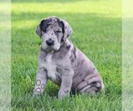 Small #3 Great Dane