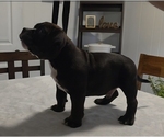 Small #1 American Bully
