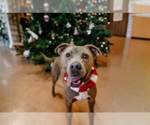 American Pit Bull Terrier-Unknown Mix Dogs for adoption in McKinleyville, CA, USA