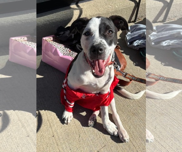 Medium Photo #1 American Pit Bull Terrier-Unknown Mix Puppy For Sale in Germantown, OH, USA