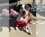 Cruiser Burt - Male American Pit Bull Terrier-Unknown Mix Dog for Adoption - Small photo