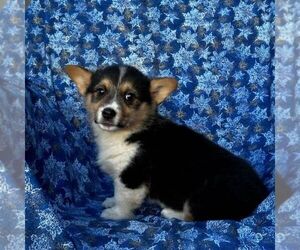 Pembroke Welsh Corgi Puppy for sale in MECHANICSVILLE, MD, USA