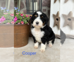 Puppy Cooper Bernedoodle (Miniature)