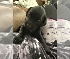 Labrador Retriever Dogs for adoption in HONEA PATH, SC, USA