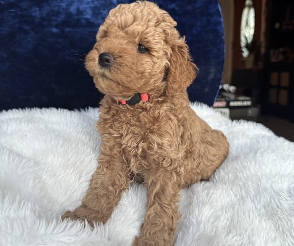 Medium Photo #3 Goldendoodle (Miniature) Puppy For Sale in SAN FERNANDO, CA, USA
