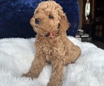 Small #2 Goldendoodle (Miniature)
