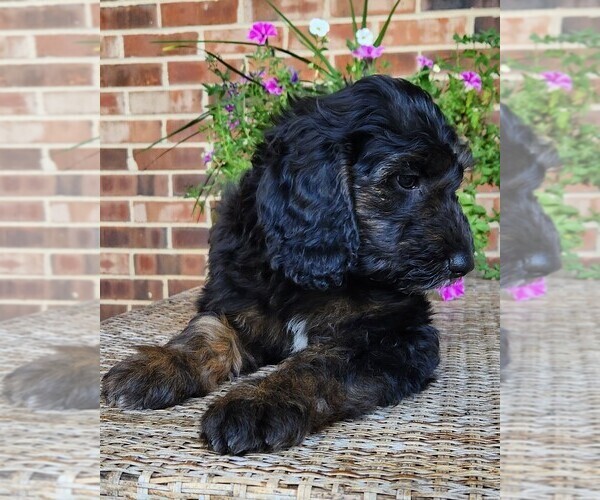 Medium Photo #7 Aussiedoodle Puppy For Sale in COLUMBIA, TN, USA