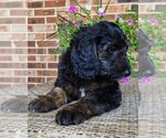 Small #6 Aussiedoodle