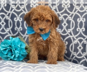 Poodle (Miniature)-Shorkie Tzu Mix Puppy for sale in LAKELAND, FL, USA