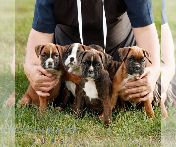 Medium Photo #2 Boxer Puppy For Sale in HONEY BROOK, PA, USA