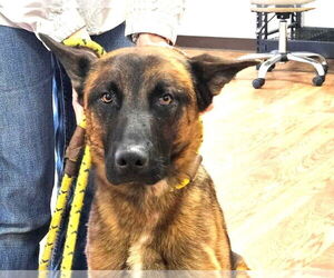 German Shepherd Dog-Unknown Mix Dogs for adoption in Imlay City, MI, USA