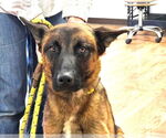 Small German Shepherd Dog Mix