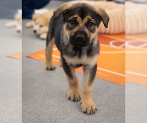 Shepradors Dogs for adoption in Princeton, MN, USA