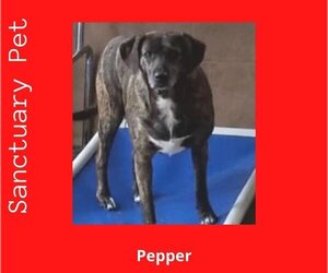 Feist Terrier-Retriever  Mix Dogs for adoption in Cuba, NY, USA