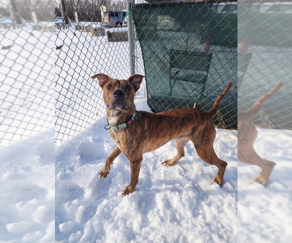 Medium Photo #9 Mutt Puppy For Sale in Evansville, IN, USA
