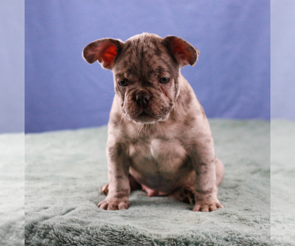 Medium Photo #1 French Bulldog Puppy For Sale in BROOKLYN, NY, USA