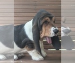 Puppy Daisy Basset Hound
