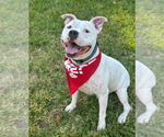 Small #10 American Bulldog-Staffordshire Bull Terrier Mix