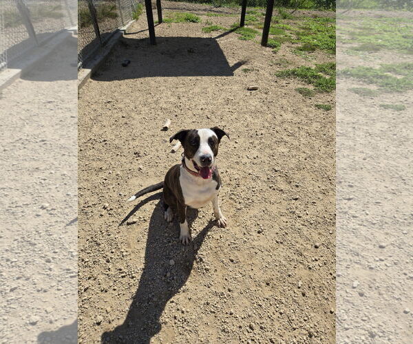 Medium Photo #2  Puppy For Sale in , 