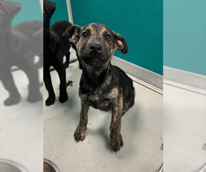 German Shepherd Dog-Unknown Mix Dogs for adoption in Oklahoma City, OK, USA