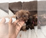 Teddy bears - Female Shih Tzu Puppy for Sale - Photo #2