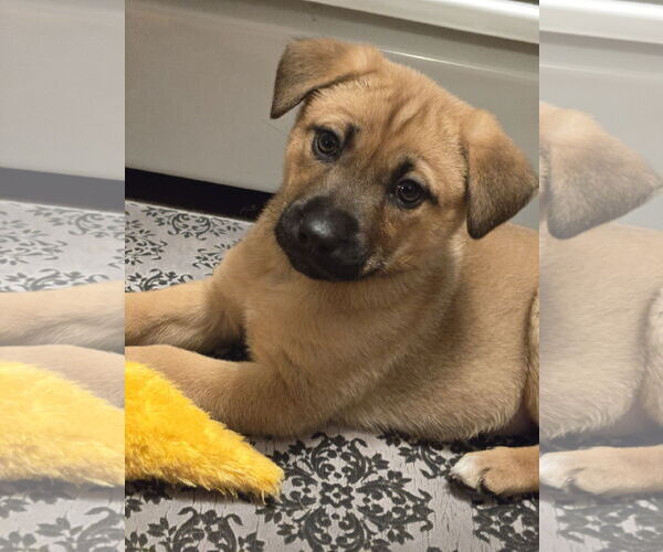 Medium Photo #3 Mutt Puppy For Sale in Plainfield, IL, USA