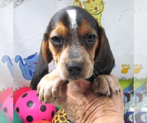 Beagle Puppy for sale in RATTAN, OK, USA