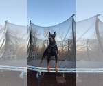 Small #10 Doberman Pinscher