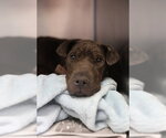 Small American Staffordshire Terrier Mix