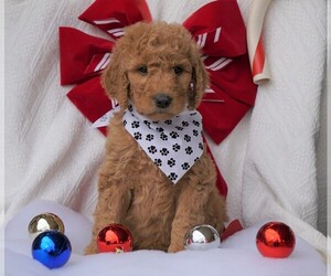 Goldendoodle-Poodle (Standard) Mix Puppy for sale in FREDERICKSBG, OH, USA