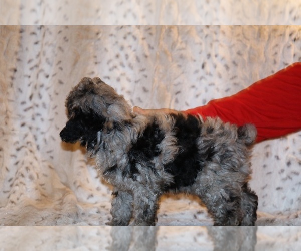 Medium Photo #32 Poodle (Toy) Puppy For Sale in DYERSBURG, TN, USA