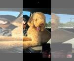 Small Photo #1 Goldendoodle Puppy For Sale in GEORGETOWN, TX, USA