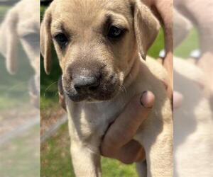 American Pit Bull Terrier-German Shepherd Dog Mix Dogs for adoption in Houston, TX, USA