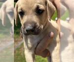Small American Pit Bull Terrier-German Shepherd Dog Mix
