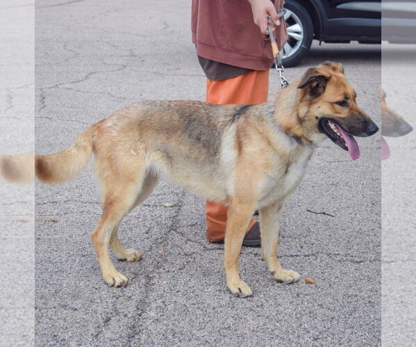 Medium Photo #4 German Shepherd Dog Puppy For Sale in Huntley, IL, USA