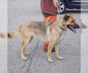 Mary - Female German Shepherd Dog Dog for Adoption - Photo #4