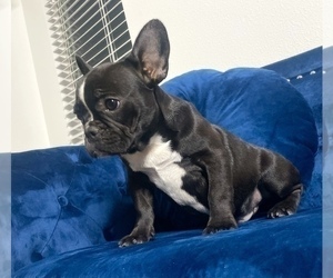 French Bulldog Puppy for sale in TUCSON, AZ, USA