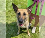 Small #2 German Shepherd Dog