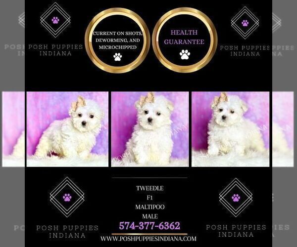 Medium Photo #2 Maltipoo (Miniature) Puppy For Sale in WARSAW, IN, USA