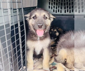 German Shepherd Dog-Unknown Mix Dogs for adoption in Claremore, OK, USA