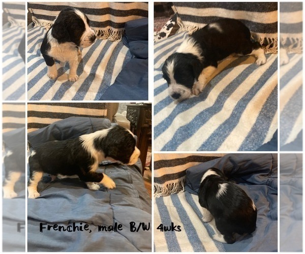 Full screen Photo #5 English Springer Spaniel Puppy For Sale in CENTER POINT, TX, USA