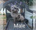 Small Photo #11 Aussiedoodle Puppy For Sale in COUCH, MO, USA