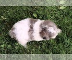 Small #4 Cavapoo